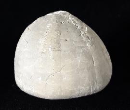 Echinocorys scutata (LESKE 1778) - Bild © FossNet FossilienStore